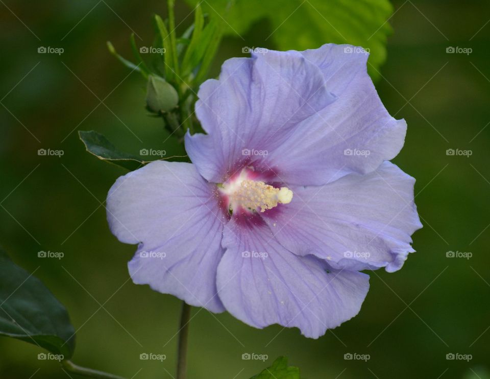 Rose of Sharon Flower
