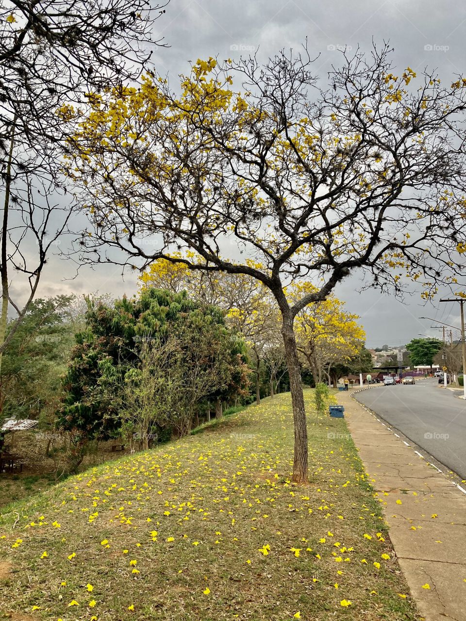 🇺🇸 Whenever I see the ipes, I get inspired.  Can you not admire these flowers so alive?  Look at the contrast with the sky… / 🇧🇷 Sempre que vejo os ipês, me inspiro. Tem como não admirar essas flores tão vivas? Olhe só contraste com o céu…