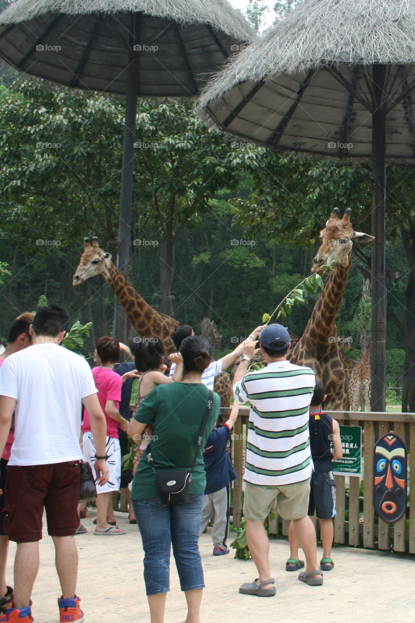 People are talking pictures with giraffes