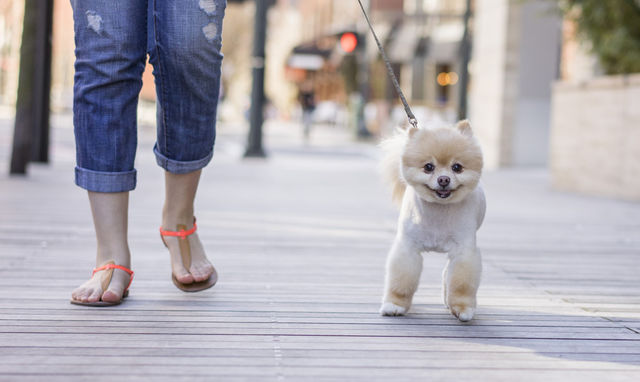 pomeranian dog walking 