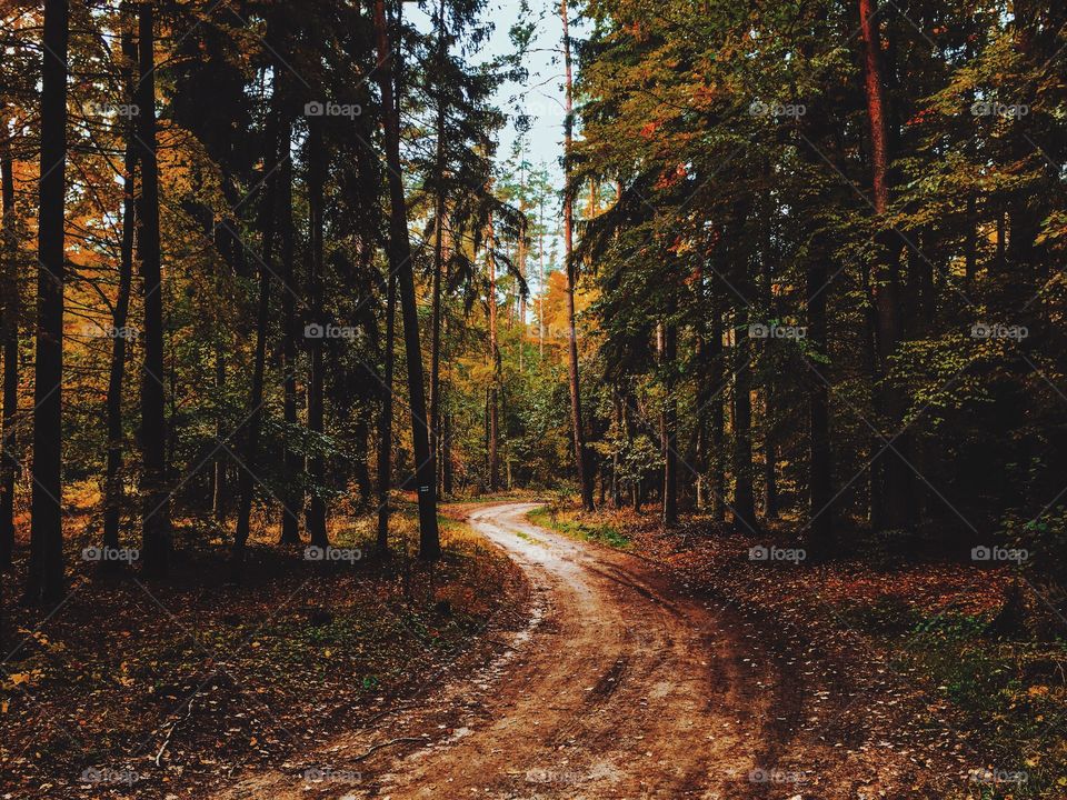 Footpath through the forest