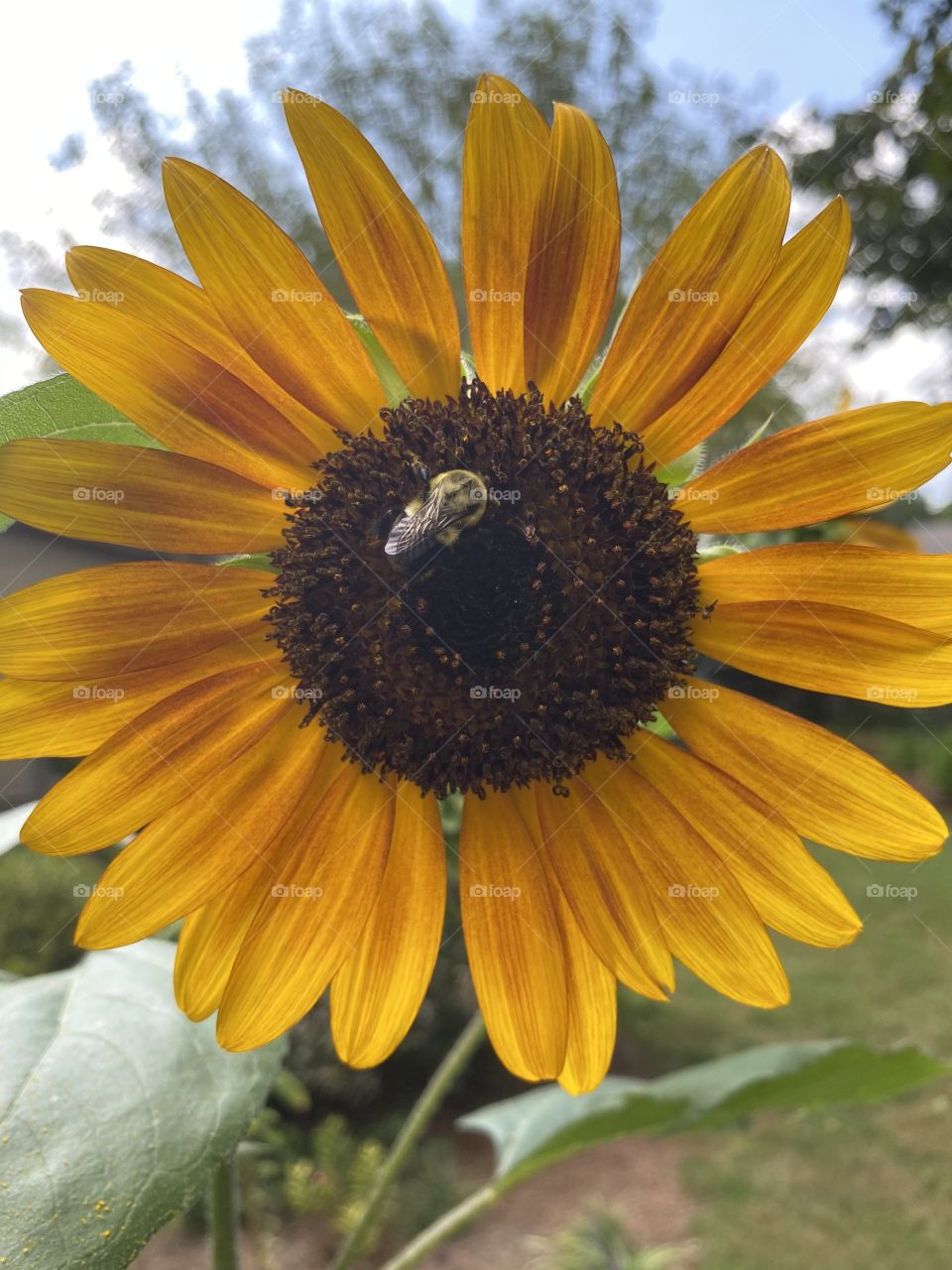Autumn Sunflower grown from seed in full bloom attracting a bumble bee to pollinate 