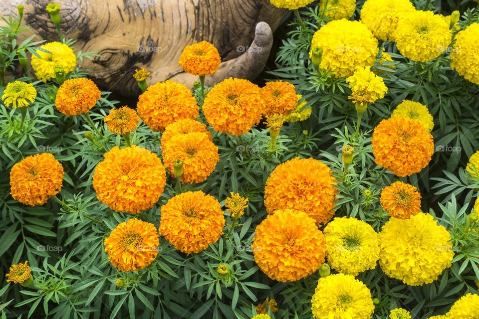 Orange and yellow marigold flowers