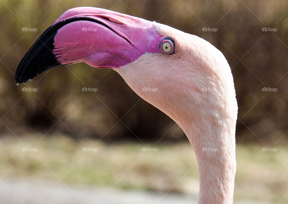 Flamingo' head