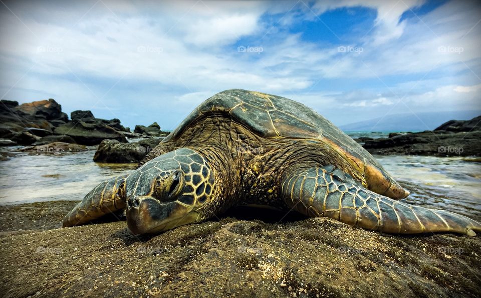 Sea turtle in Maui 