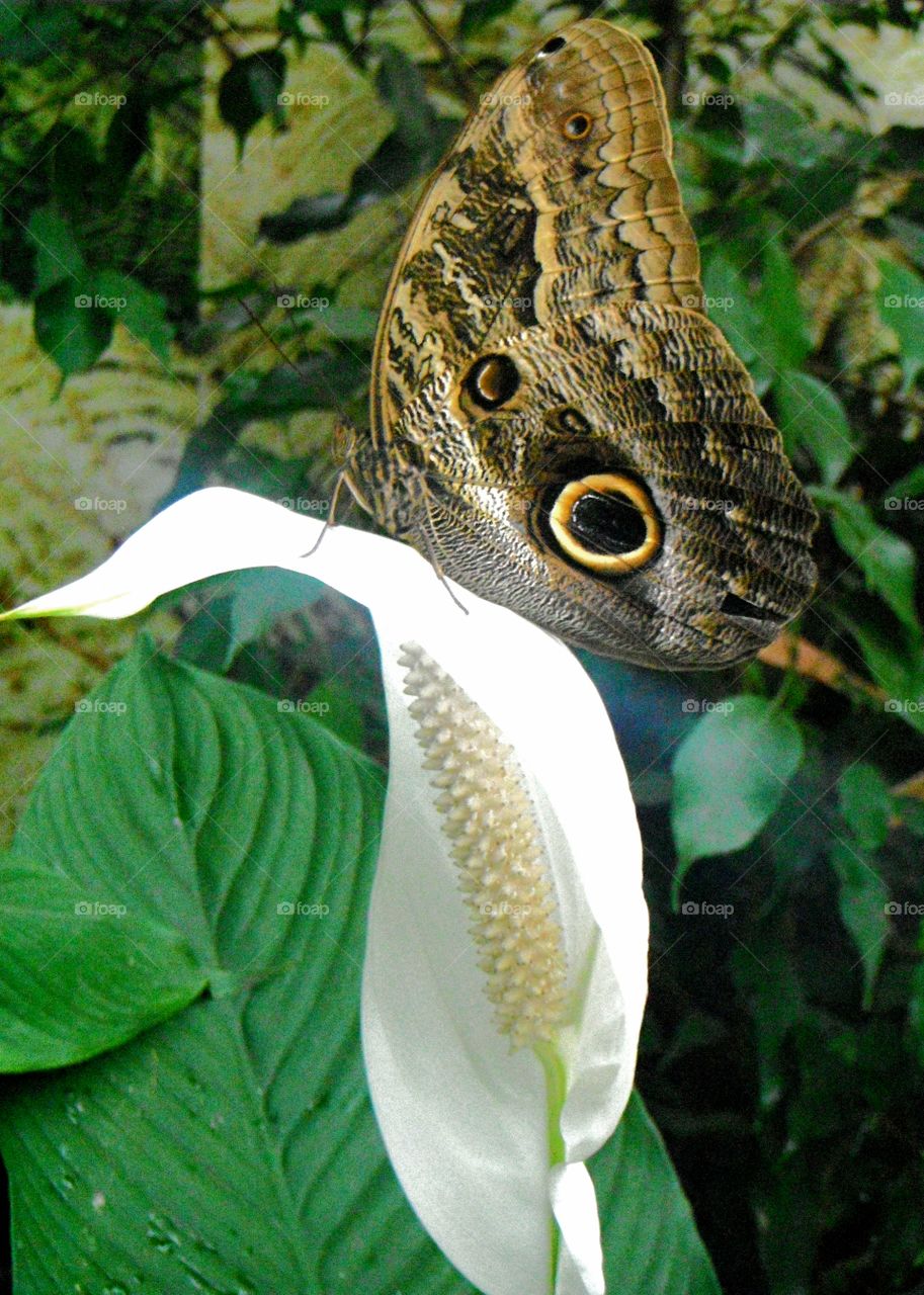 close up of colored butterfly