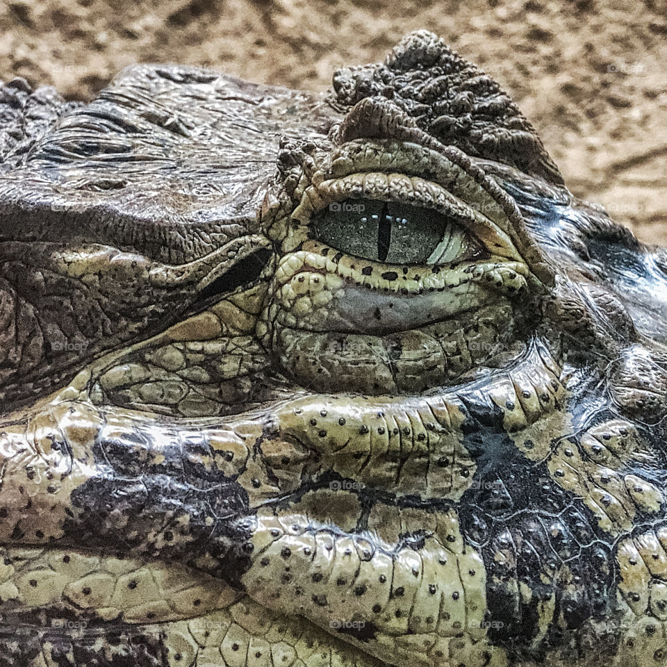 Close up of caiman eye 