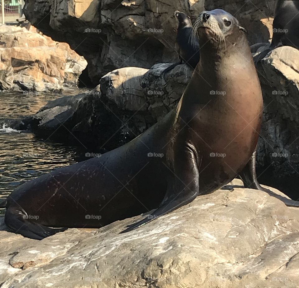 Female Sea lion on a rock facing the camera