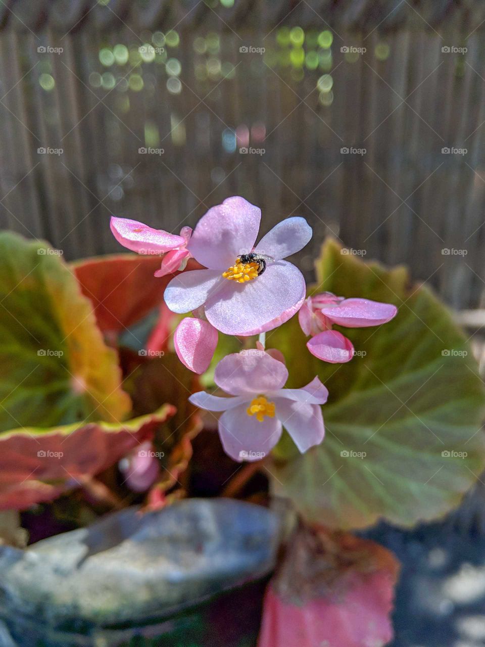 Tiny pink flowers pollinated by a bee. This is common plant found in most Filipino gardens.