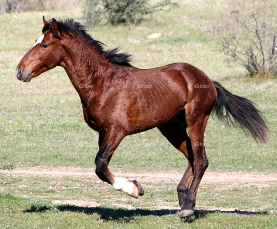 Wild Stallion Running Towards Another Stallion