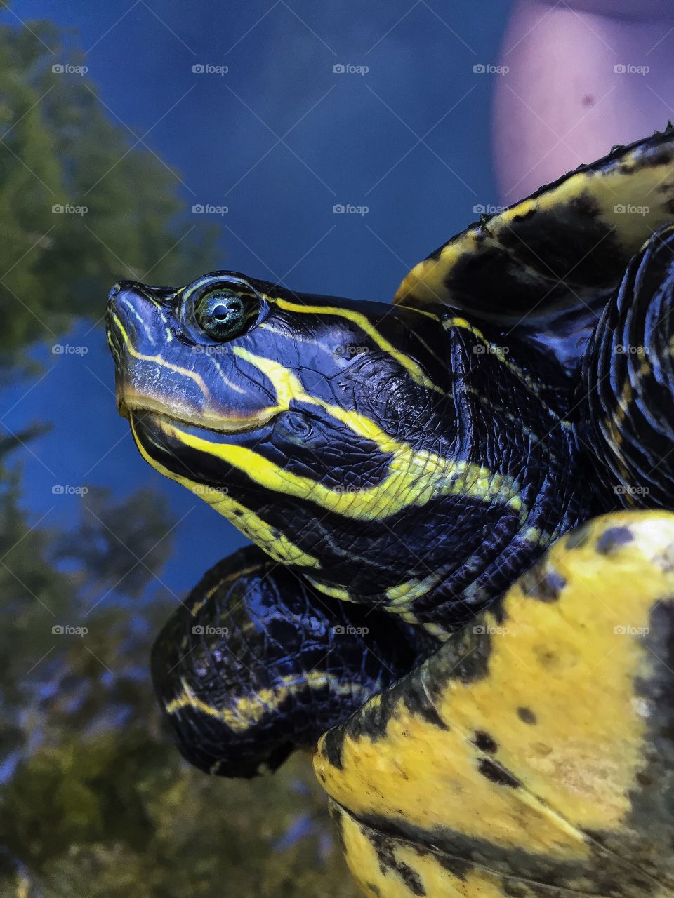 Suwanee Cooter Turtle