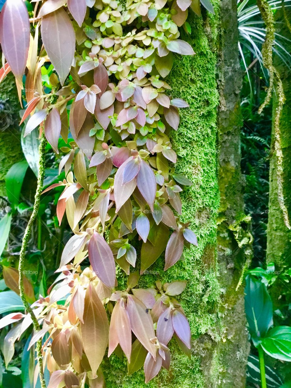 At Hawaii Tropical Botanical Garden