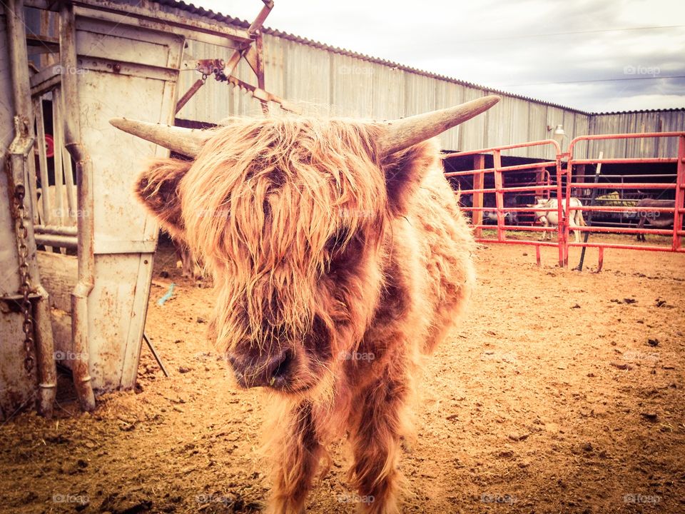 Baby cow 