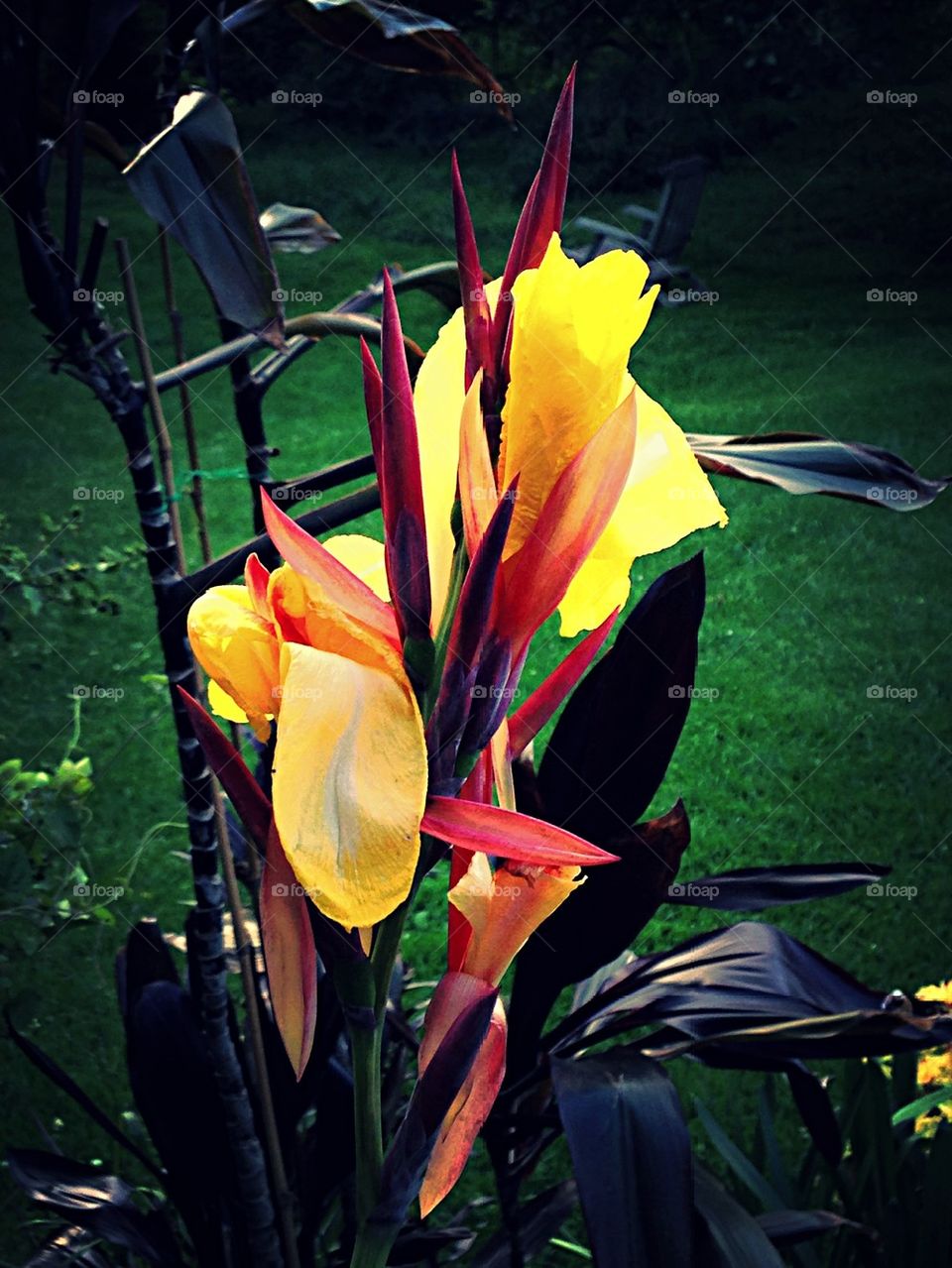 Canna Lily