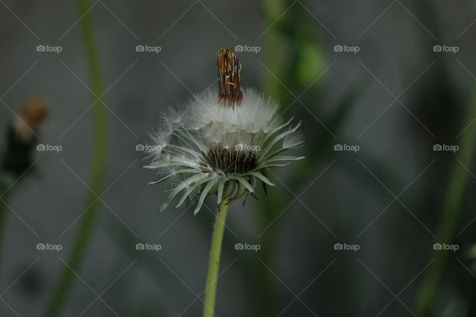 Common dandy lions 