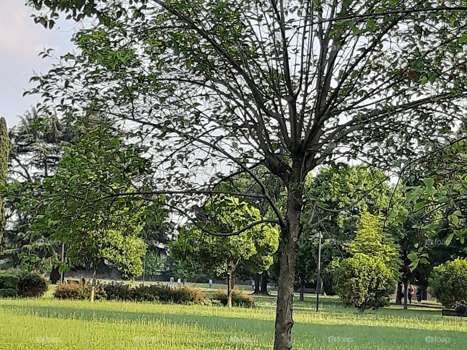 landscape beauty park