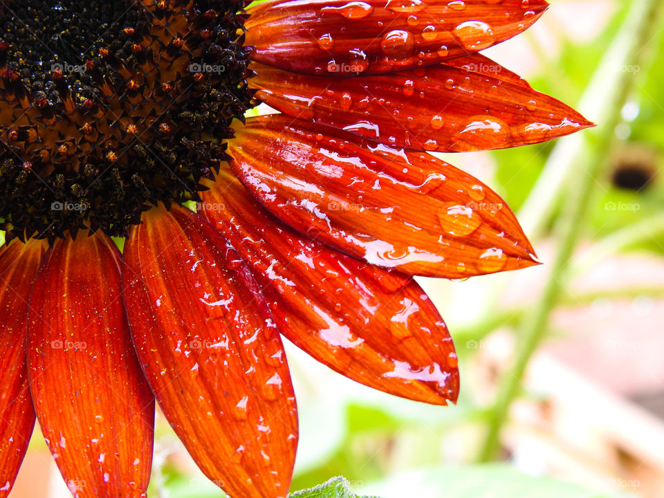 Raindrops On A Red Velvet Queen Sunflower