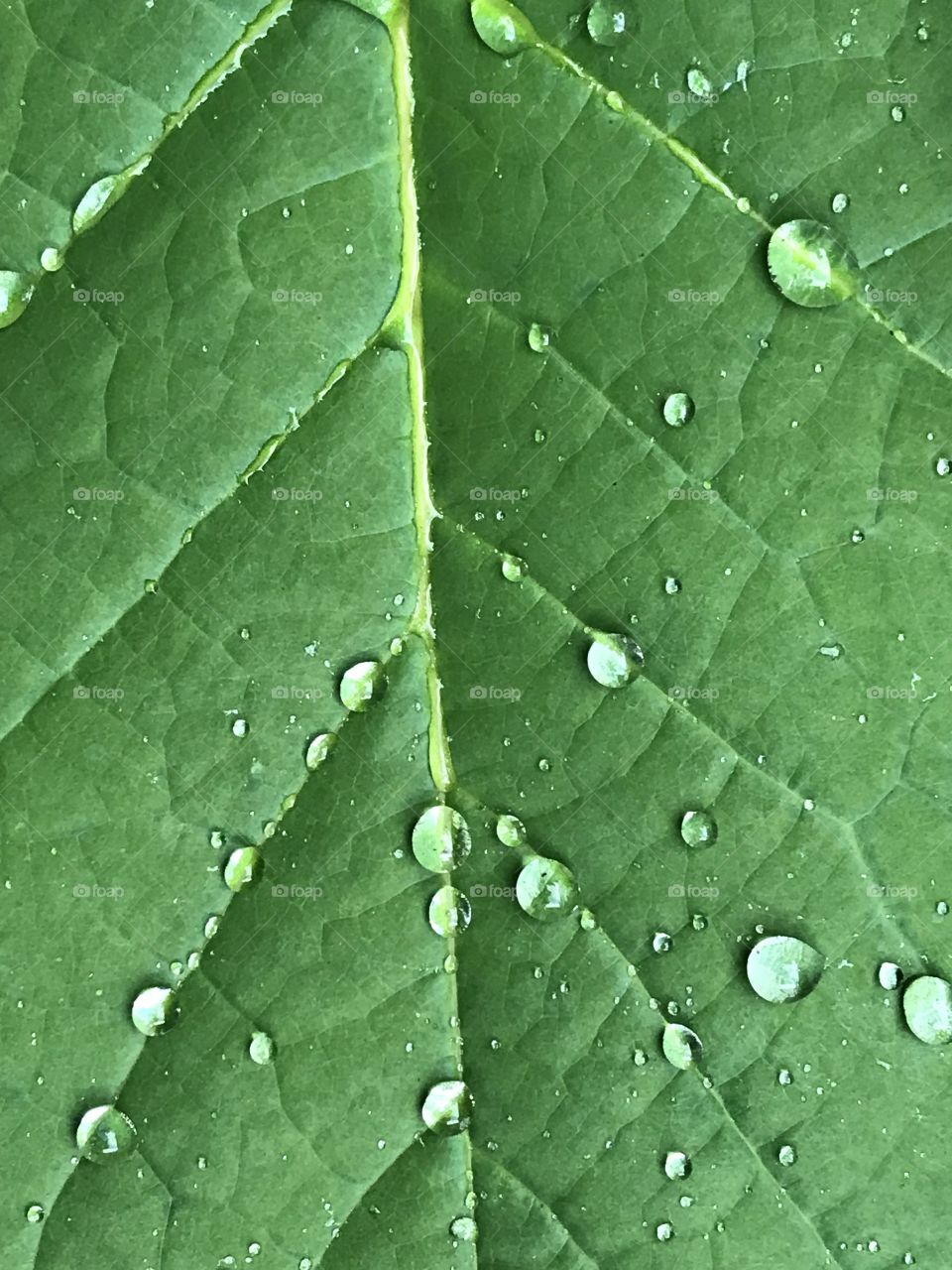 Oak leaf after summer rain. Back patio 