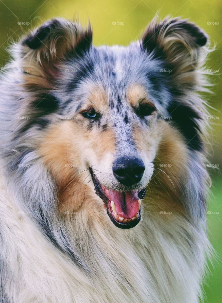 Rough Collie