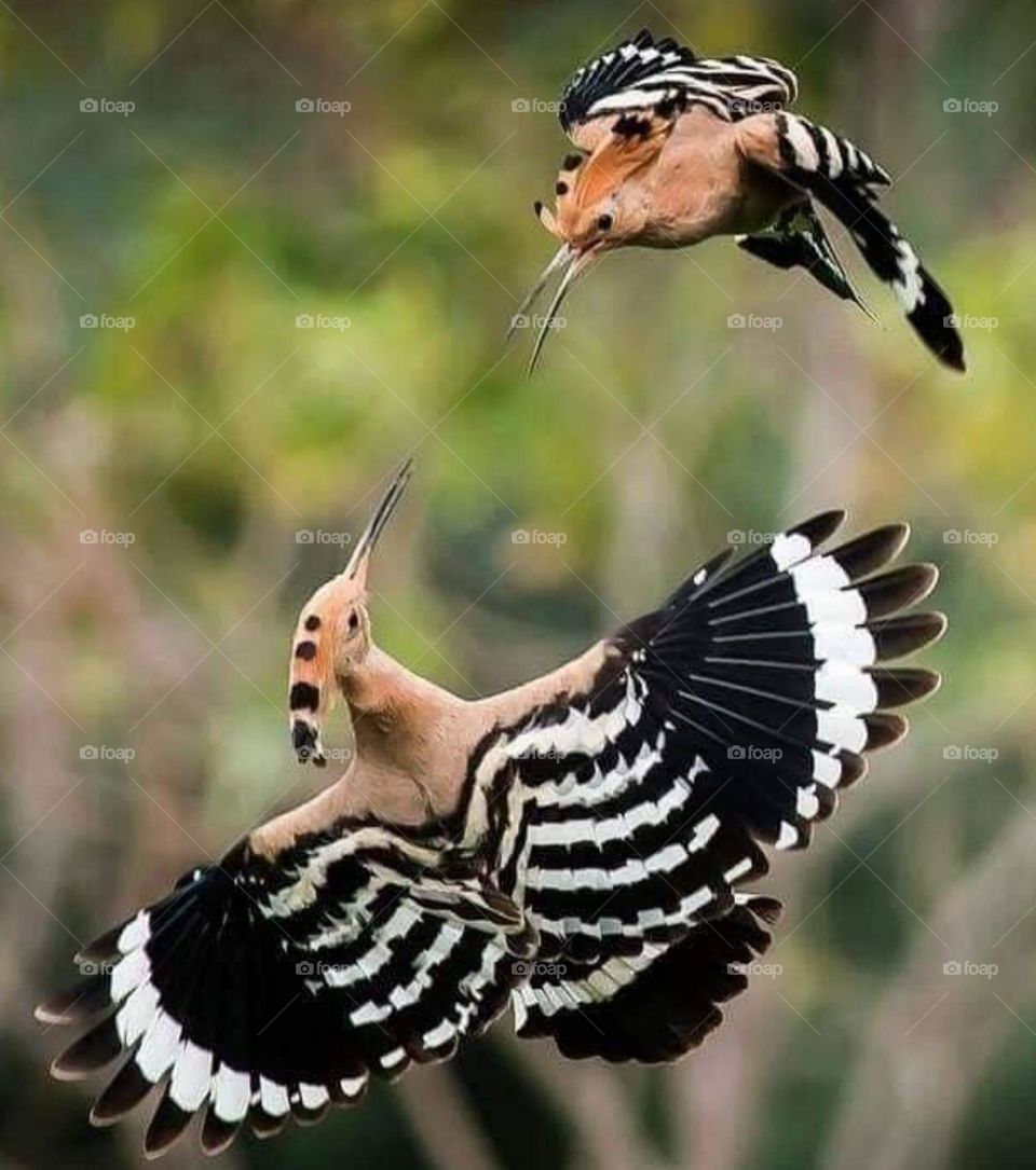 beautiful Bird's