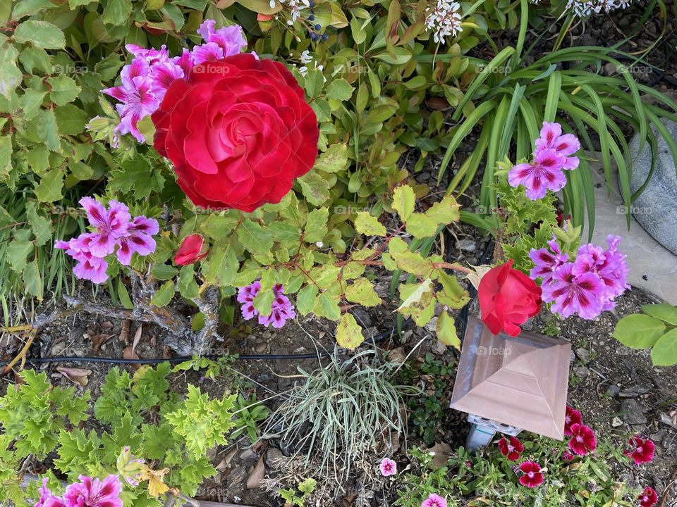 Summer roses and perennial flowers 