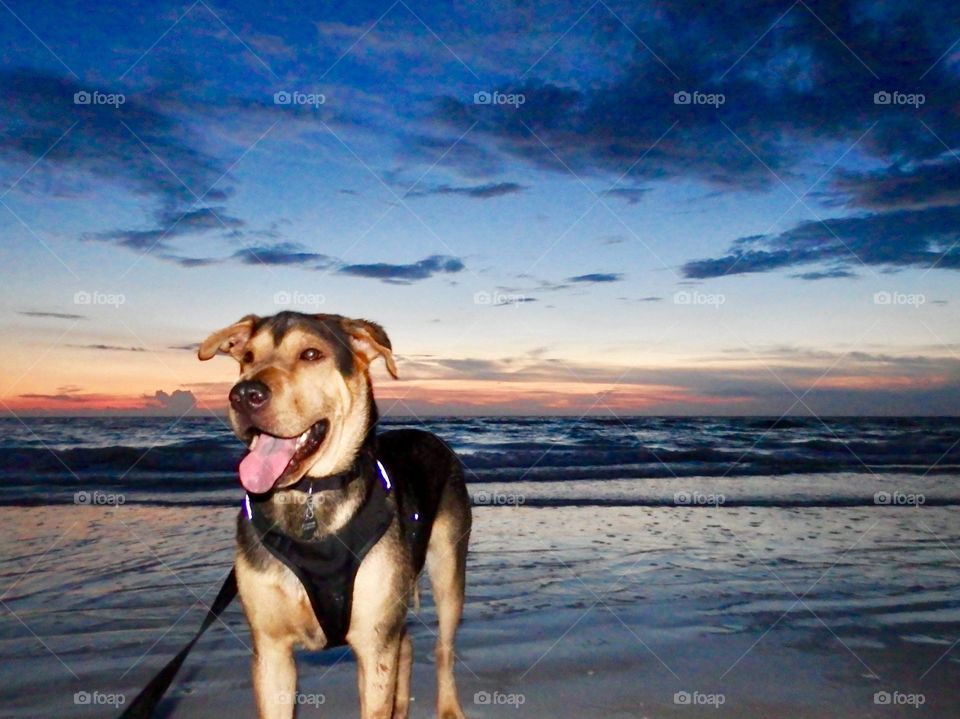 Beach dog 