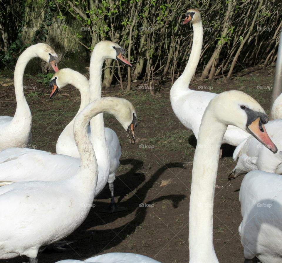 Reflection of three  swans in the mud