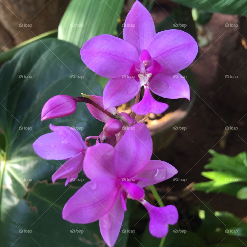 Srilankan very nice natural flowers Soo 