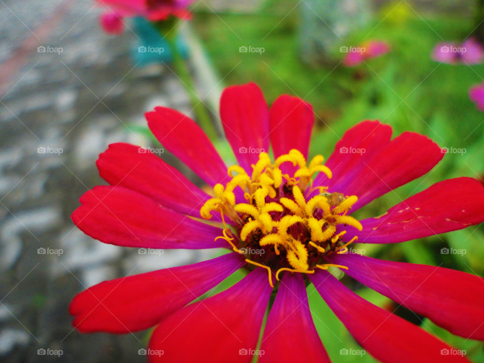 red colour flowers
