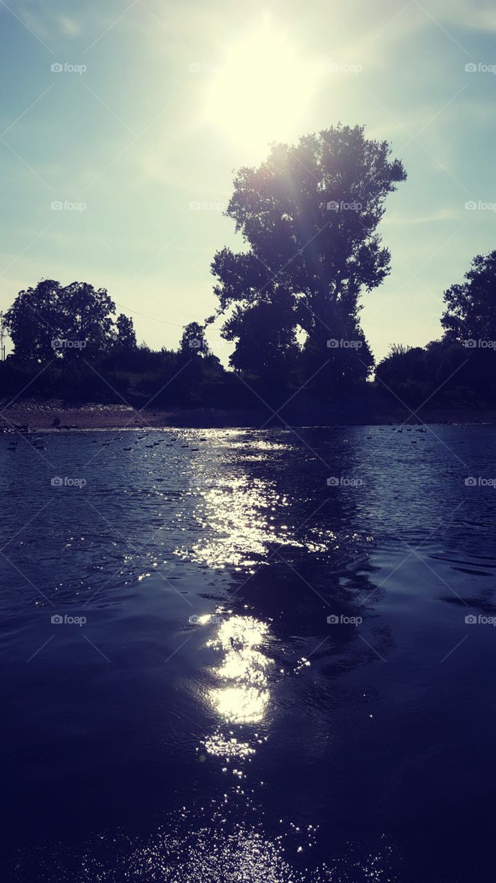 Sonnenschein am Rhein