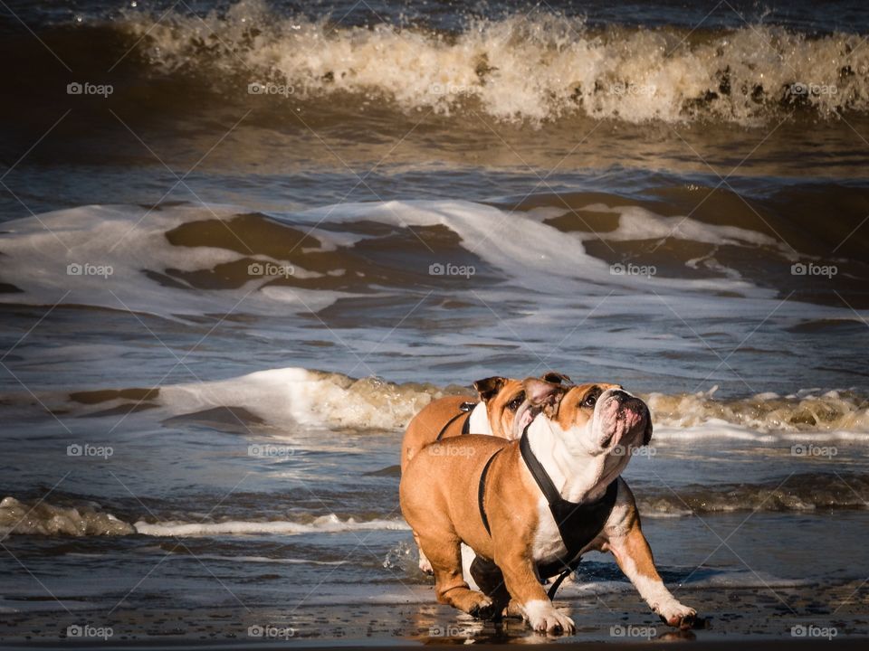 Water, Beach, Sea, Ocean, Surf