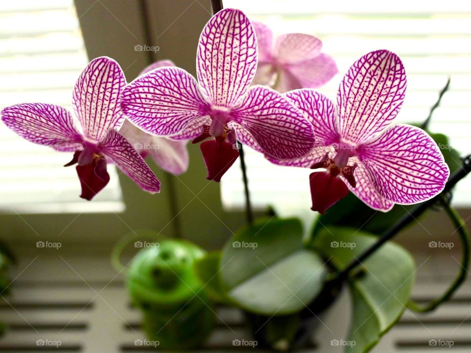 Orkidéer 