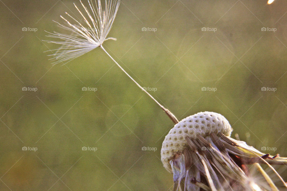 Dandelion