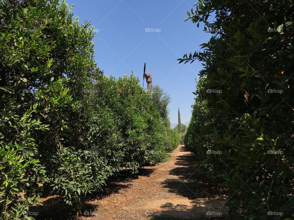 Old windmill protecting orange orchard
