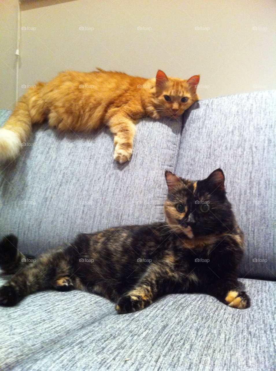 animal cats pet two by MagnusPm