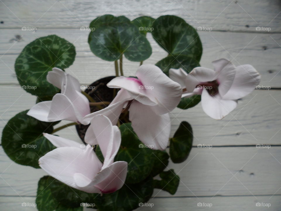 Cyclamen flower room