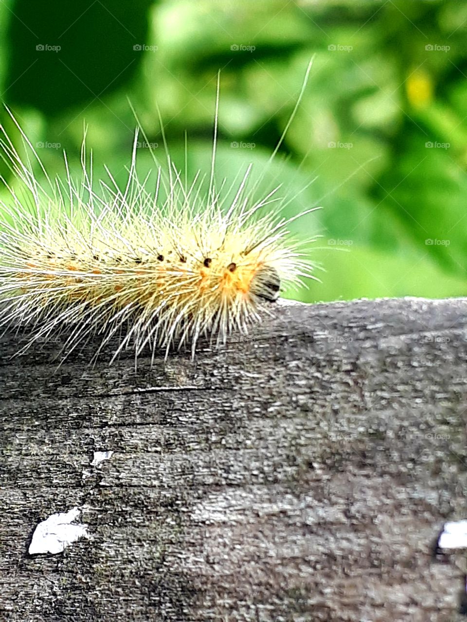 caterpillar