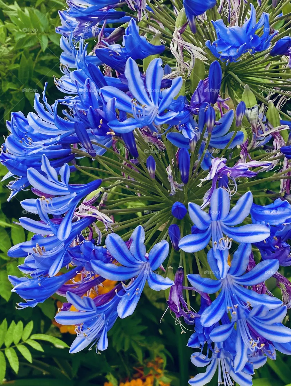 Purple Flowers