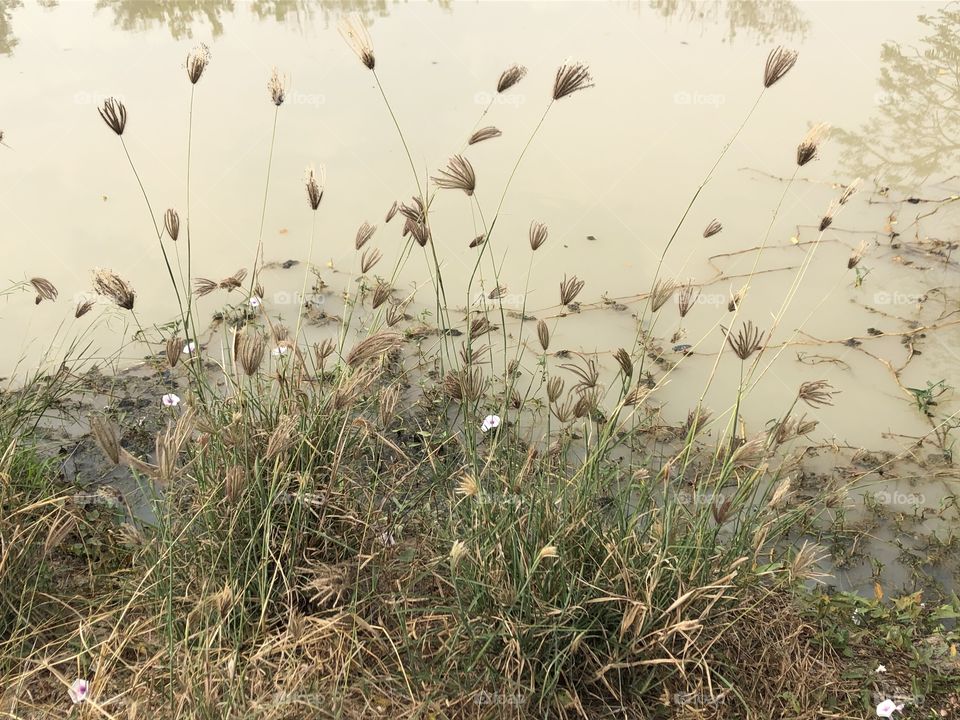 Plants around us , my garden (Countryside )