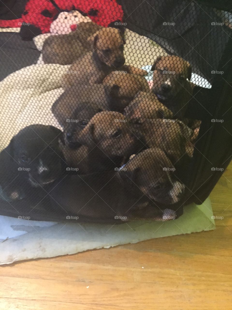 Puppies in a play pen. These are my foster puppies. I put them in their play pen so I could clean up and they were not happy