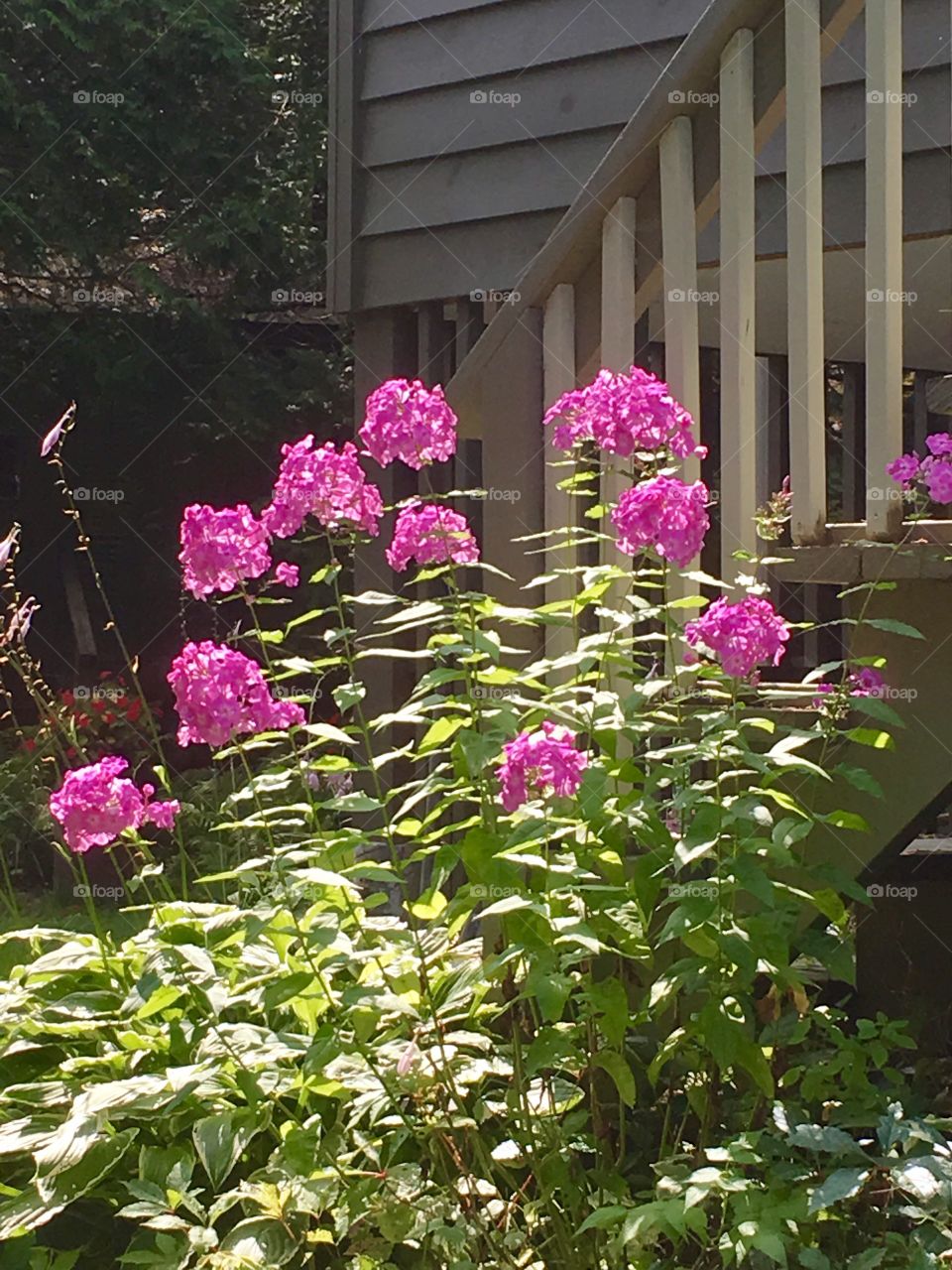 Backyard garden pink flowers along stairs 