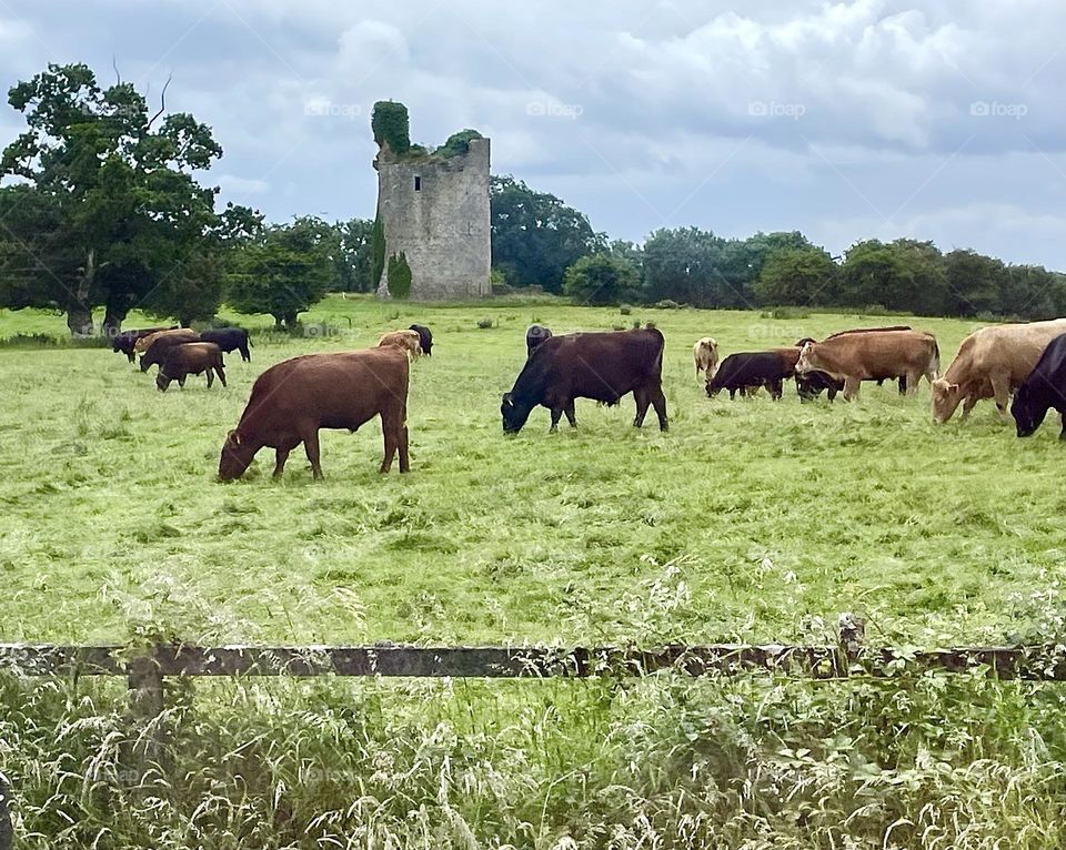 Cattle Graze Around The Ruins Of An Ancient Tower.