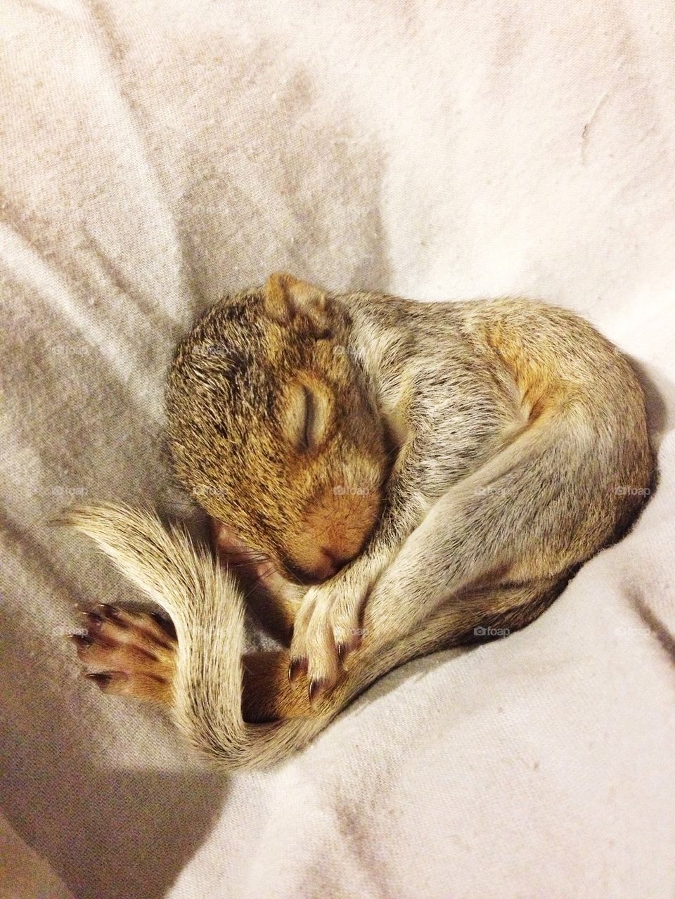 Newborn Squirrel 