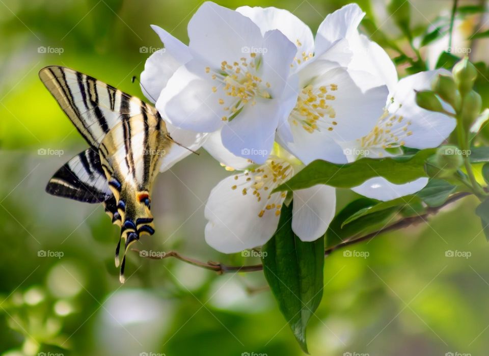 Yellow swallowtail butterfly on mock-orange blossom