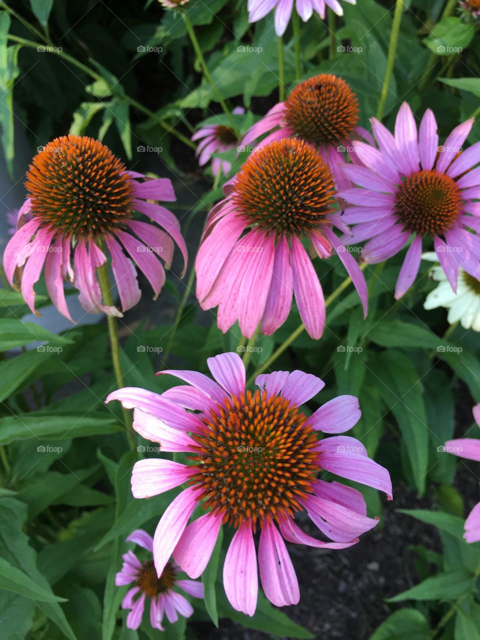 Pink coneflowers in August