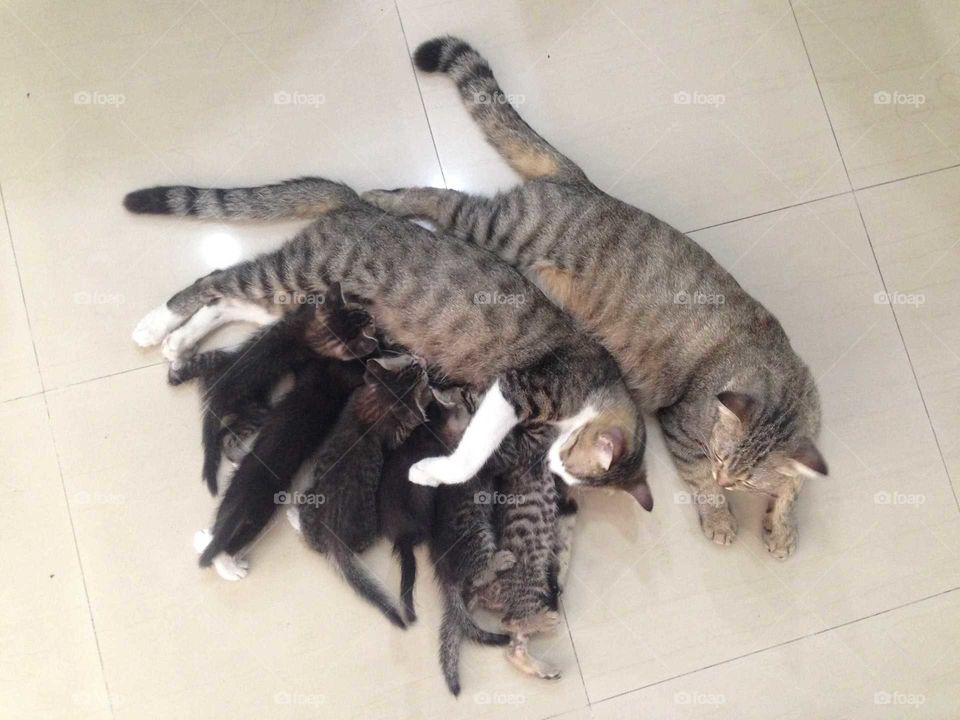 Lovely cat family