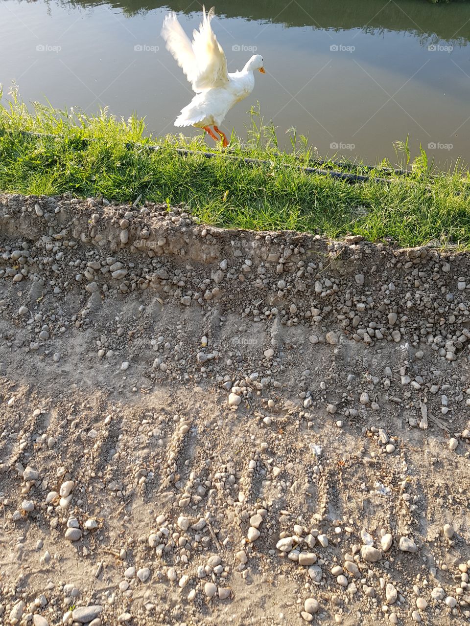 A duck tried to fly....