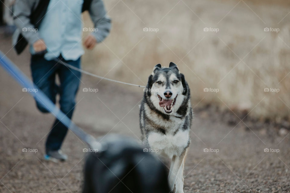 Dog running 