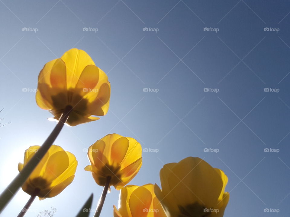 Low angle view of yellow flowers against clear sky