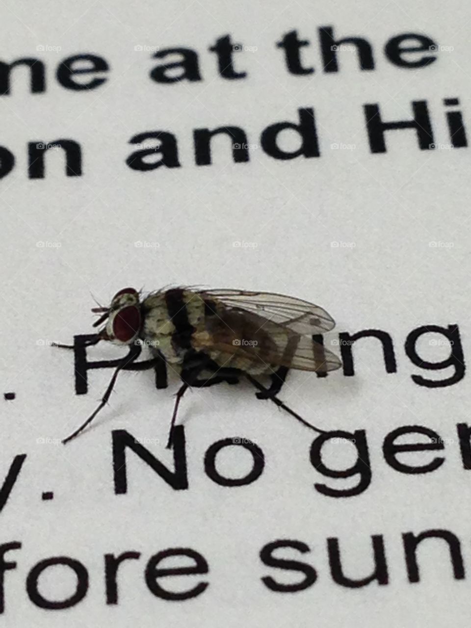 Fly on the....Paper